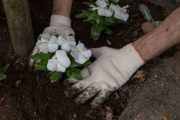 Shade and Woodland Gardening with Native Plants (Winter Garden Workshops: Growing Literacy Series)