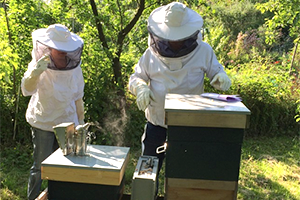 Growing Literacy - Beekeeping Basics