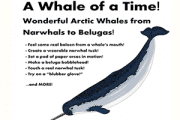 A Whale of a Time! Wonderful Arctic Whales from Narwhals to Belugas! Family Day at the Arctic Museum