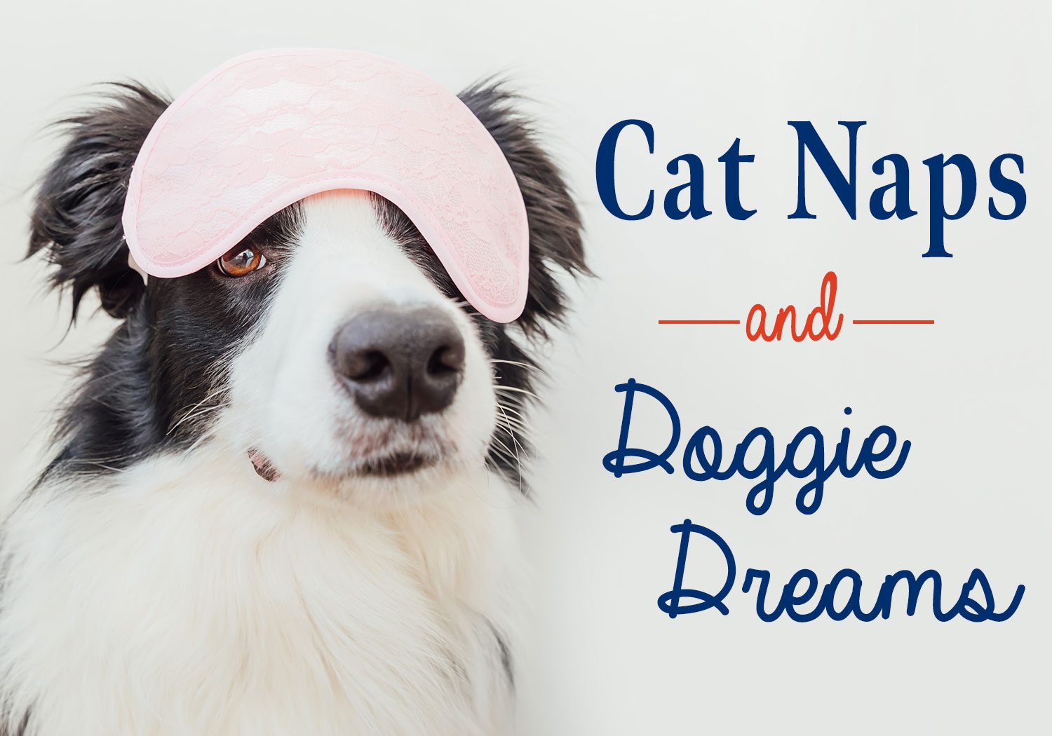 Cat Naps & Doggie Dreams