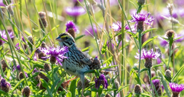 Brunswick Topsham Land Trust 1