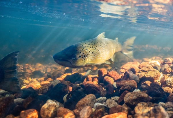 Merrymeeting Bay Trout Unlimited 1