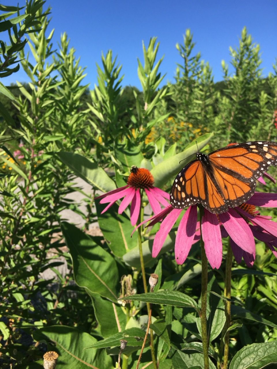 Monarch butterfly cone flower Large