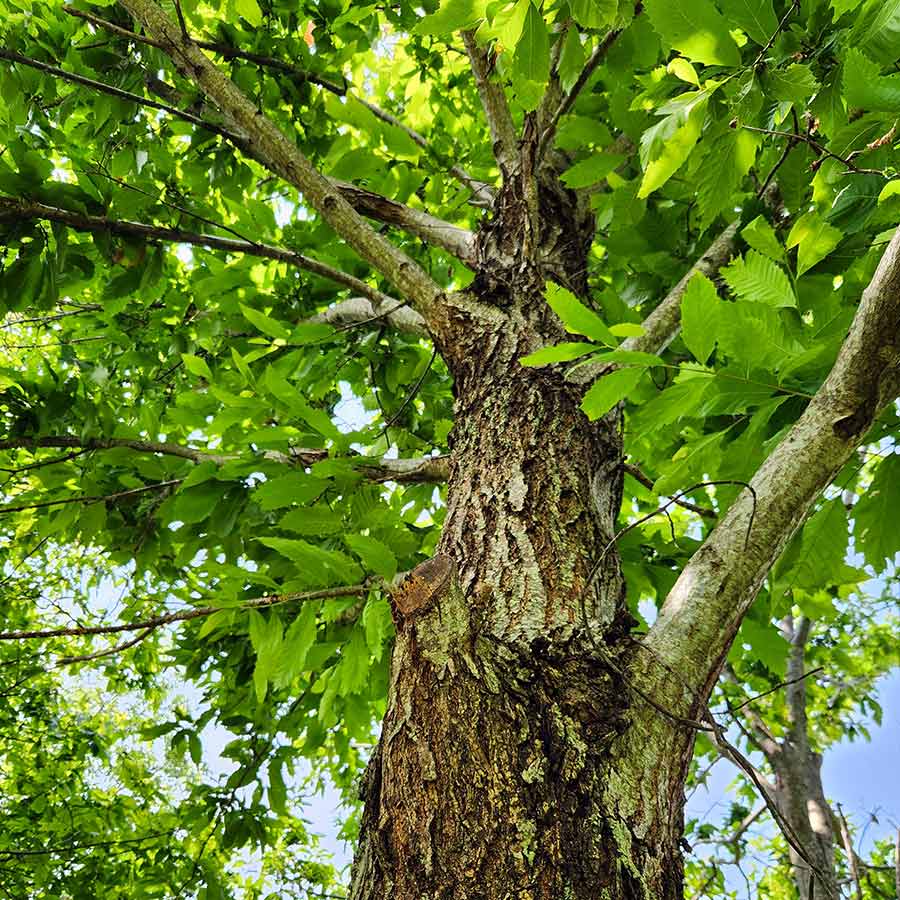 american chestnut tree 900