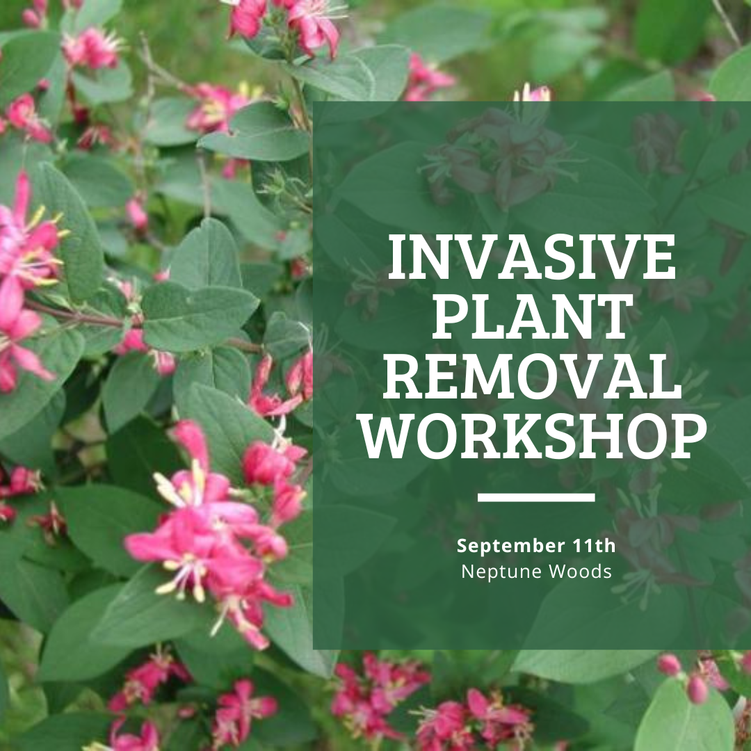 invasive sept 11