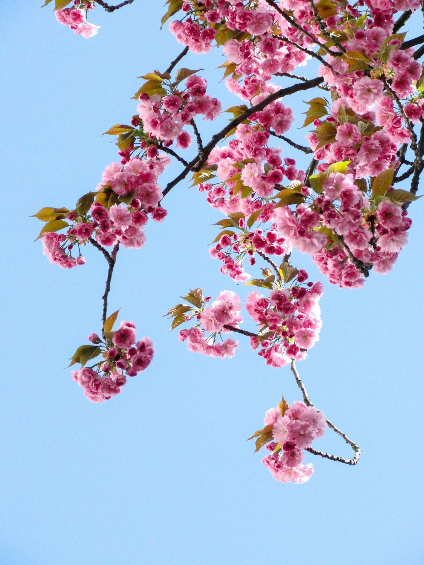 Cherry Blossom branch